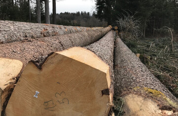 Die Preisentwicklung auf dem Holzmarkt war in den vergangenen Monaten turbulent. Auch für 2022 ist eine Einschätzung derzeit schwierig.