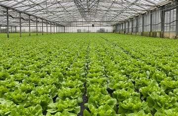 Saisonstart: Erntereifer Kopfsalat