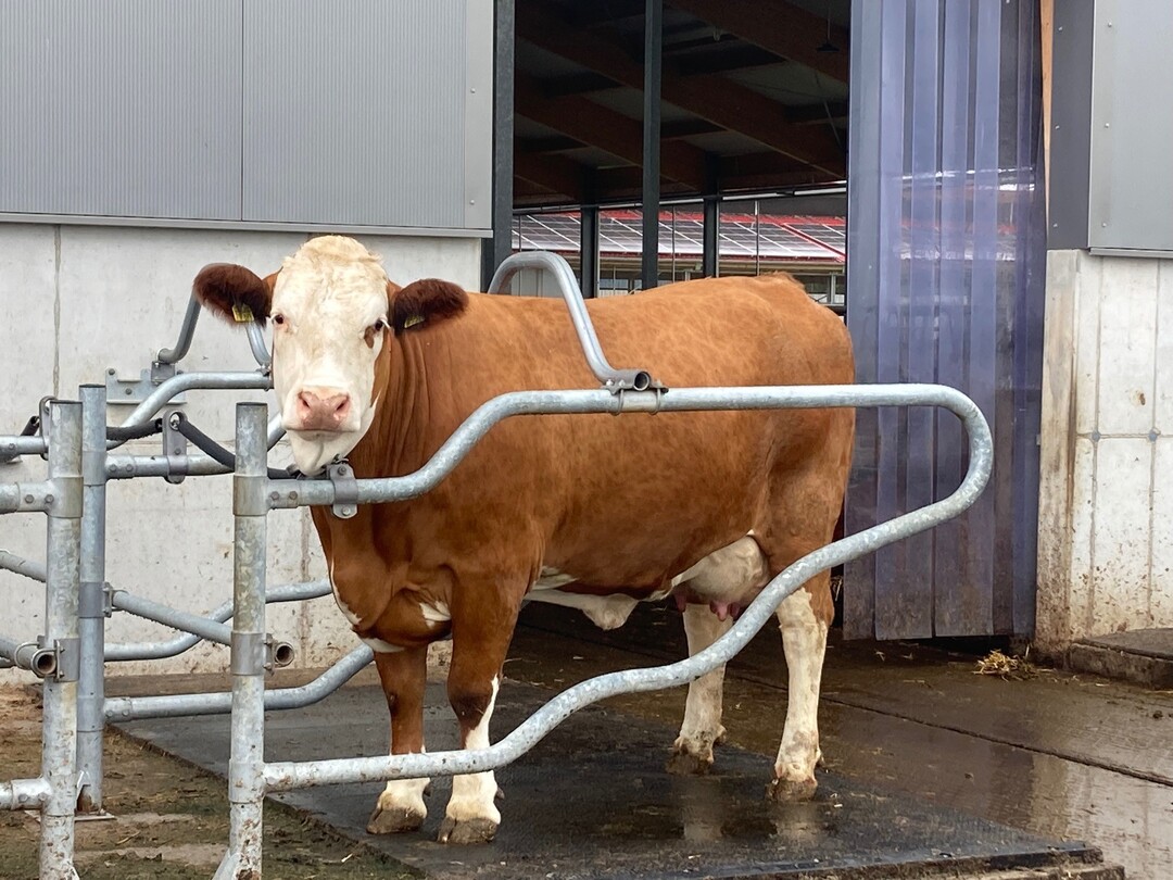 Gummimatten in den Liegeboxen, wie hier im Laufhof, eines EIP-Milchviehstalles, fördern den Stehkomfort für die Kühe.