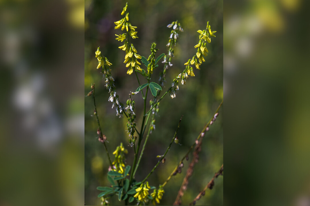 Steinklee kann den Energiepflanzenanbau gerade auf schw�cheren Standorten gut erg�nzen. Vom Verf�ttern sollte man aber absehen.