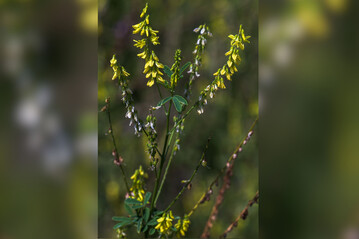 Steinklee kann den Energiepflanzenanbau gerade auf schw�cheren Standorten gut erg�nzen. Vom Verf�ttern sollte man aber absehen.