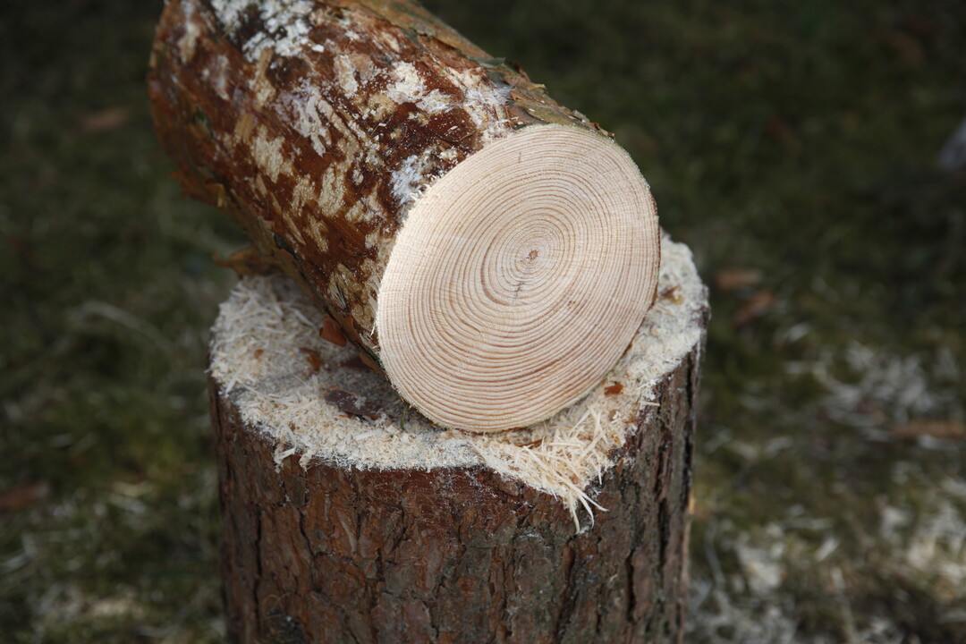 Der Stamm, aus dem die Futterr�hre werden soll.