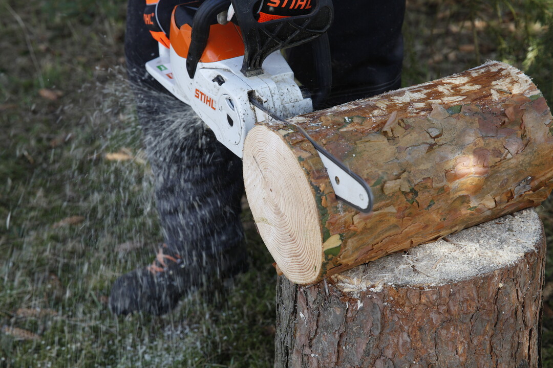 An beiden Seiten wird eine Baumscheibe abgeschnitten. Erst links ...