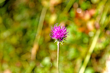Gefährdete Sand-Silberscharte