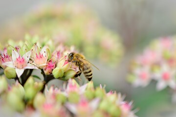 Sammeln Bienen behandelte Pflanzen ab, k�nnen R�ckst�nde in den Honig gelangen.