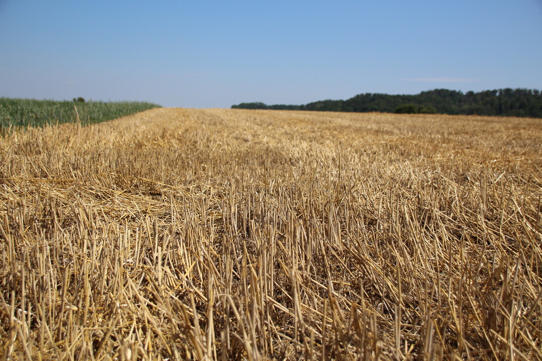 Die Stoppelbearbeitung sollte je nach Jahr und Schlag an die Gegebenheiten angepasst werden.