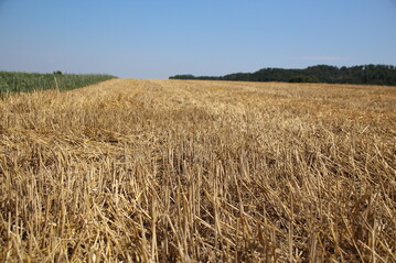 Die Stoppelbearbeitung sollte je nach Jahr und Schlag an die Gegebenheiten angepasst werden.