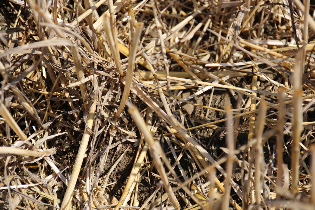 Stroh mit �ber 15 cm L�nge l�sst sich nicht gut einarbeiten.