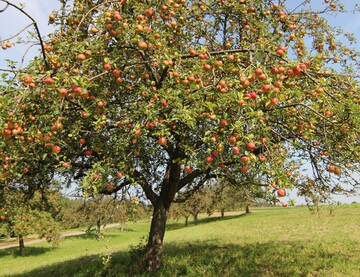Baden-Württemberg erwartet eine ordentliche Streuobsternte. So dicht wie an diesem Baum hängen die Äpfel frostbedingt aber nicht überall.