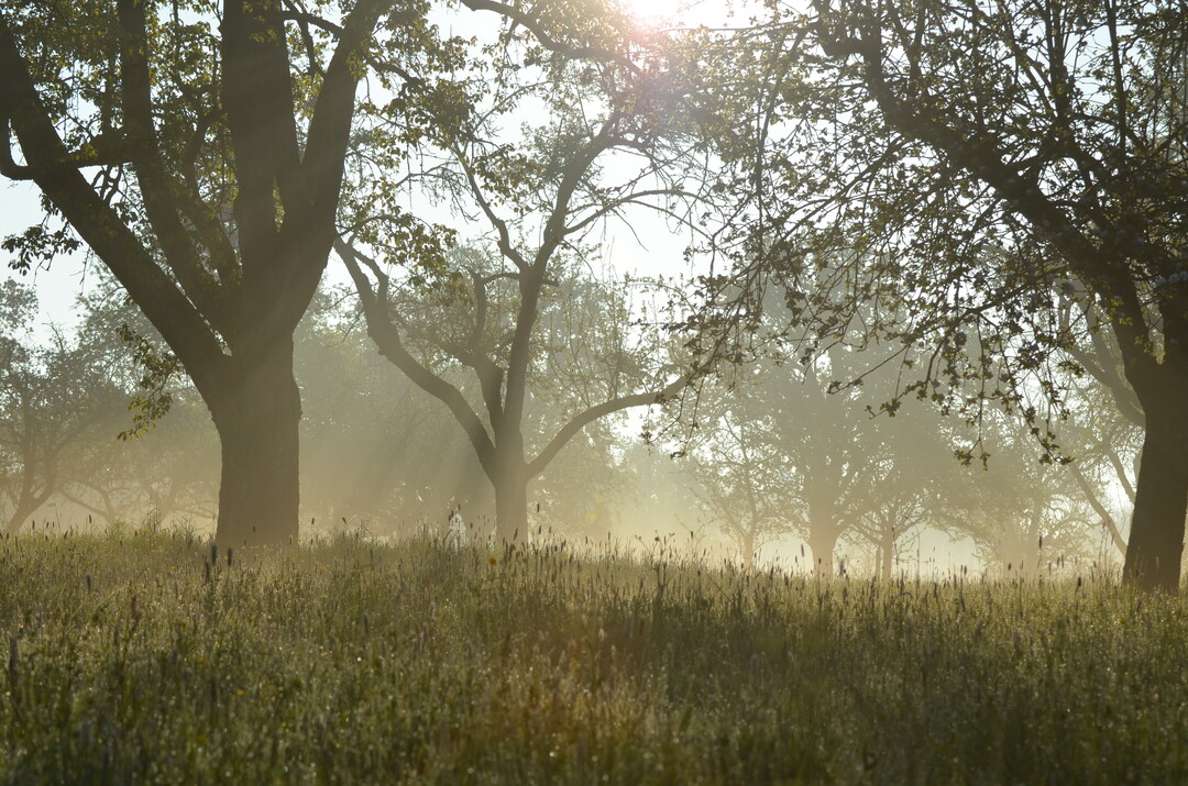 Der Tag der Streuobstwiese findet j�hrlich am letzten Freitag im April statt.