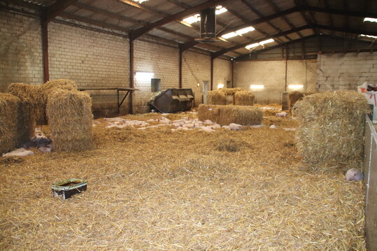 Such das Schwein: Der Strohstall ist der größte der 12 Räume, hier wird getobt, gespielt und geschlafen.