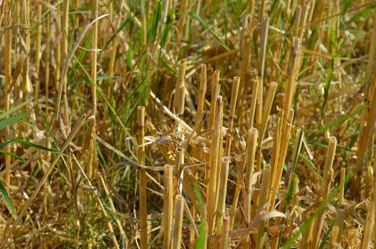 Wenn zwischen den Stoppel Unkräuter sprießen, kann eine Behandlung gegen Wurzelunkräuter helfen.