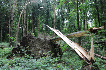 Wie hier ein Sturmtief am 28. und 29. Juni 2021 in Oberschwaben, sorgte auch Sturmtief Nadia für zahlreiche umgestürzte Bäume.