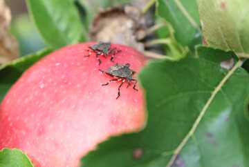 Ein neuer Sch�dling auf dem Vormarsch: die Marmorierte Baumwanze.