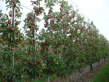  Einer Fruchtwand gleich pr�sentiert sich die neue Anbauform der Super-Spindelanlage.