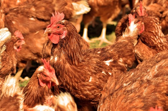 Jetzt anmelden und dabei sein! Am 7. November bietet die DLG-Geflügeltagung erneut ein hochkarätiges Programm mit den relevantesten Geflügelthemen.