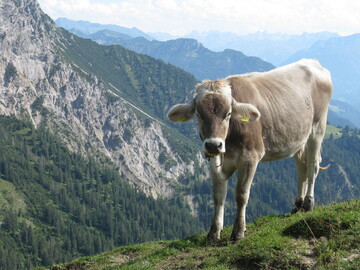Risiko Sommerfrische: Wie Untersuchungen best�tigt haben, wird der Tb-Erreger durch Rotwild auf Rinder �bertragen. 