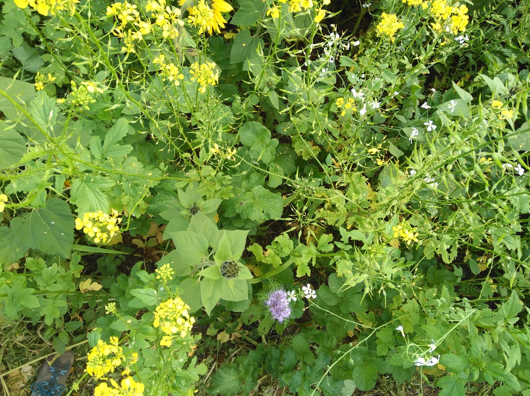 Bei feinkrümeligem Boden und nachfolgenden Niederschlägen kann eine Aussaat mittels Schleuderstreuer bei einigen Arten wie dem Gelbsenf problemlos funktionieren.