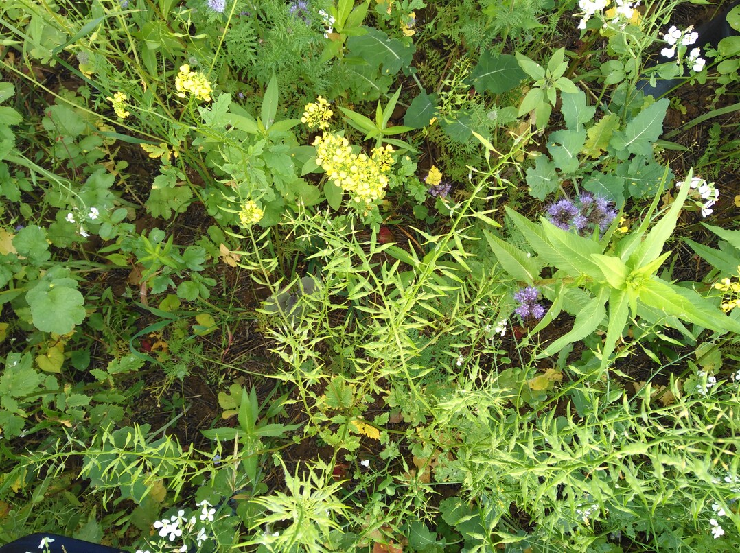 Zwischenfrüchte bieten viele Vorteile. Unter anderem schützen Sie den Boden vor Erosion.