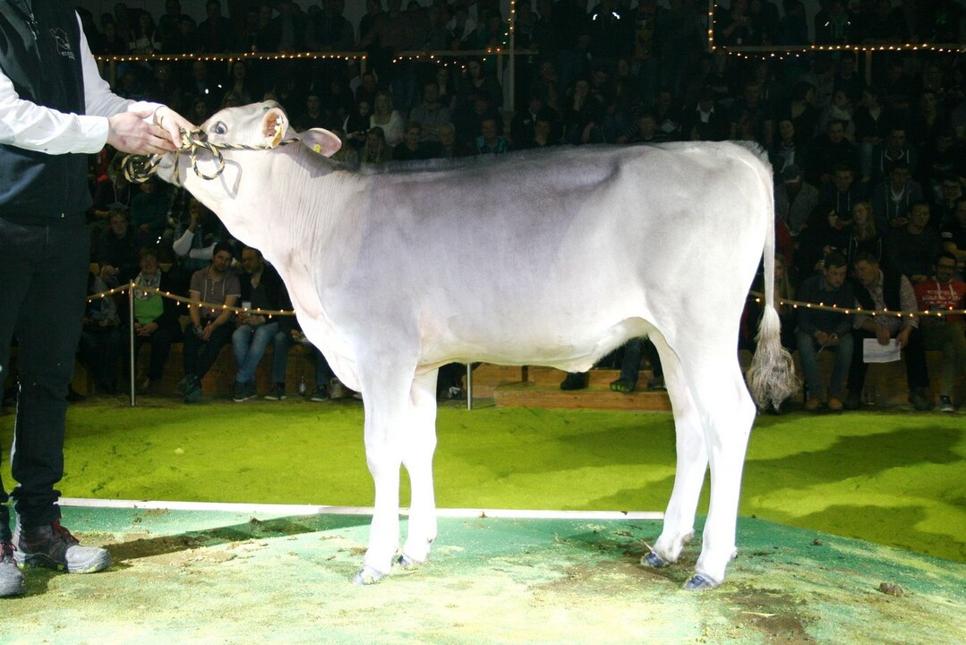Das teuerste, verkaufte Rind auf der zweiten RBW-Sale Night: Die Auranto-Noemie aus der Zucht von Friedrich Sauter wechselte für 12.000 Euro ihren Besitzer.