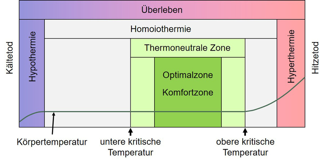Schematische Darstellung wichtiger Zonen der Umgebungstemperatur bei der Thermoregulation von Wiederkäuern.