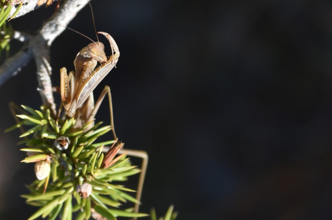 Eine Gottesanbeterin putzt sich die Fangarme nach einer Mahlzeit.