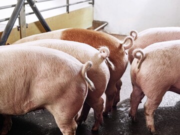 Das Zuchtunternehmen Topigs Norsvin will in Zukunft verst�rkt Schweine selektieren, die einen intakten Ringelschwanz haben.