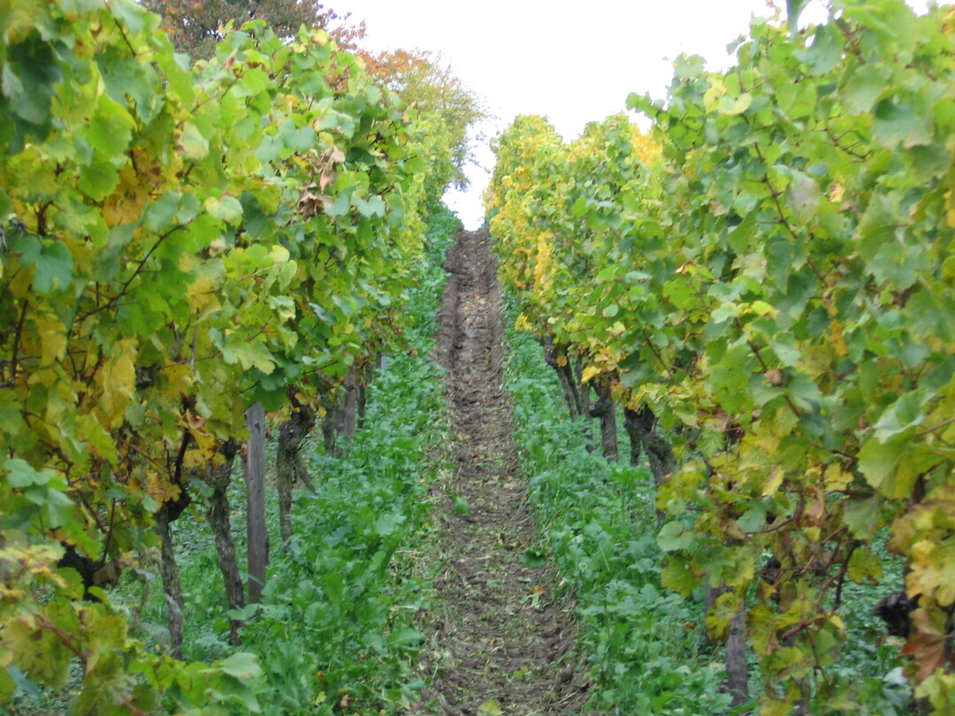 Wird der Traubenvollernter eingesetzt, müssen die Böden ausreichend abgetrocknet sein. Ansonsten kommt es zu Bodenverdichtungen und Erosionsrinnen.