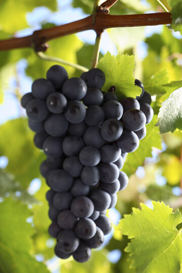 Demnächst startet die Lese.