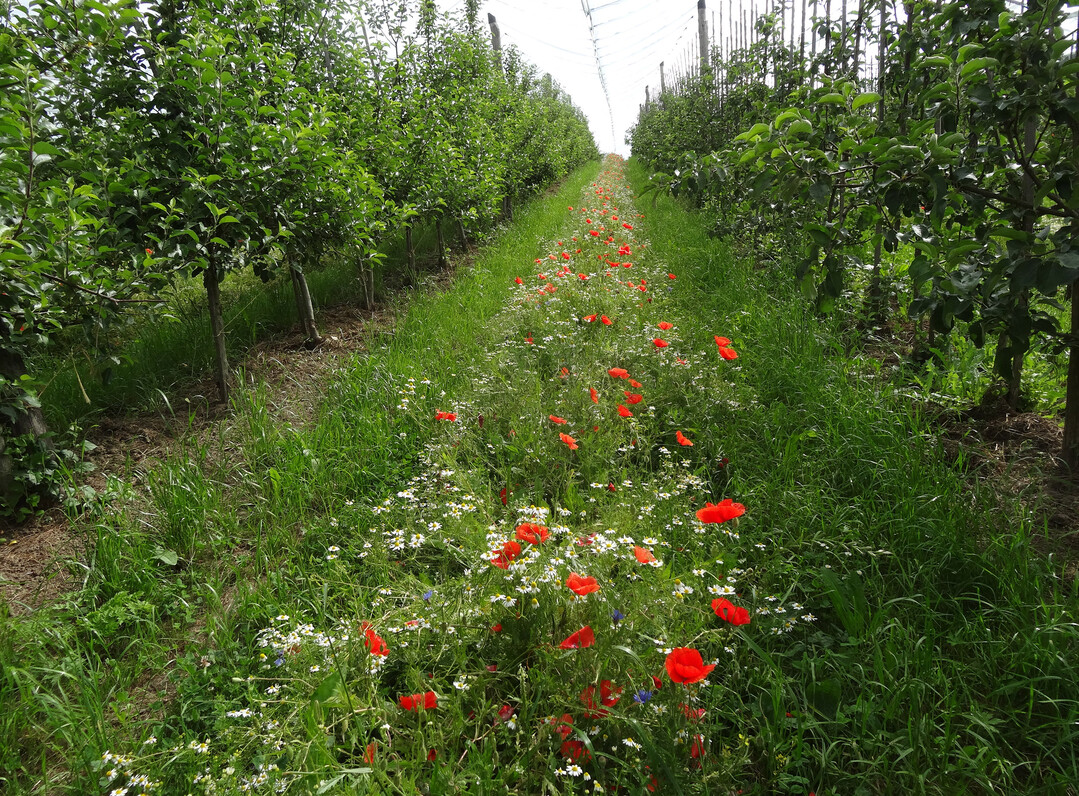 Im Projekt "OekoapfelForward" sollen unter anderem speziell konzipierte Bl�hmischungen f�r Fahrgassen erforscht werden, mit denen N�tzlinge besser gef�rdert werden k�nnen.&nbsp;