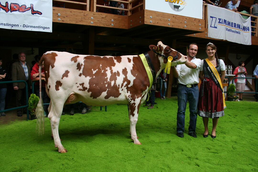 Sieger Holsteins