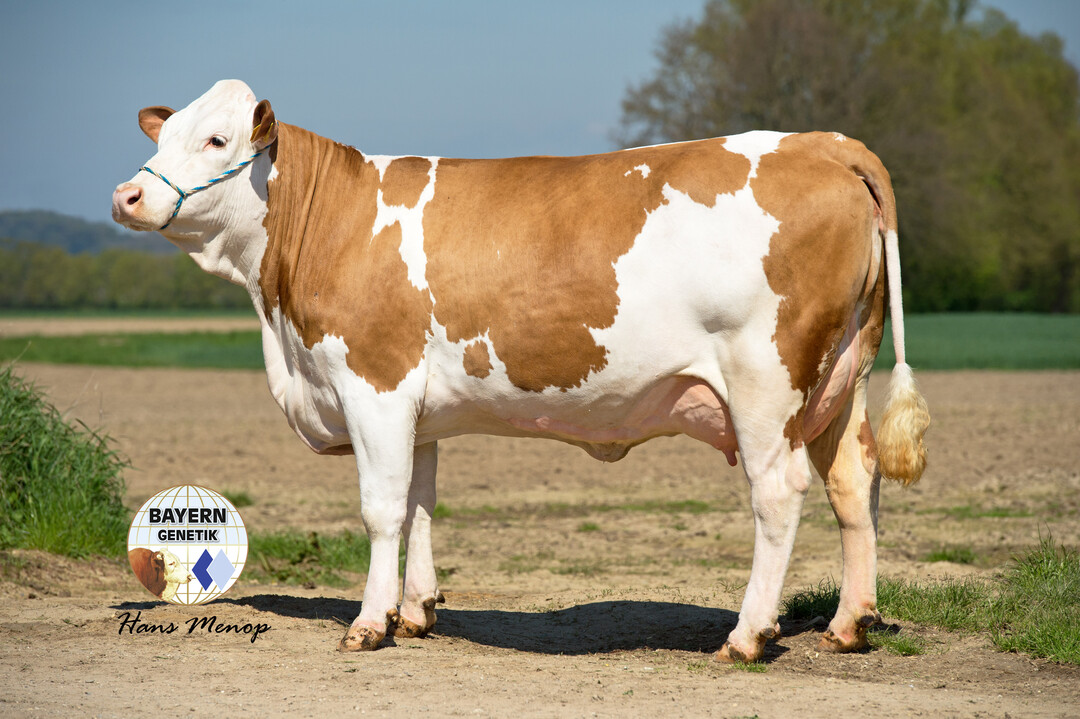  �Allround-Kuh� Ufo (V: BFG Wolgasand).