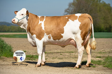 „Allround-Kuh“ Ufo (V: BFG Wolgasand).