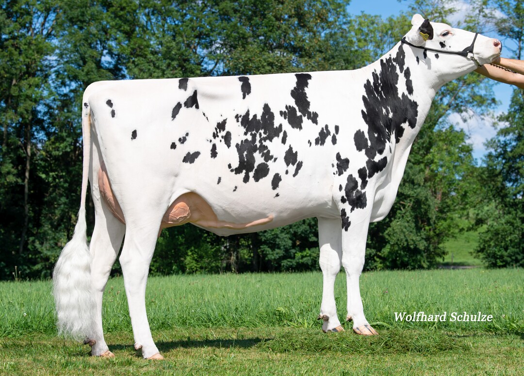 Die Gipsy-Tochter Ultra entstammt der Zucht der Fuchs GbR in Argenbühl.