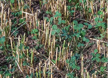 Auch in Sommergerste können Untersaaten wie Weißklee erfolgreich angebaut werden.