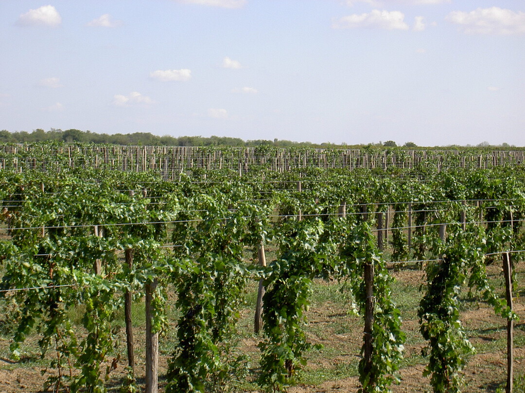 Rebstöcke am Bodensee.