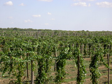 Rebst�cke am Bodensee.