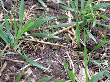 Organische Masse bindet Wirkstoffe