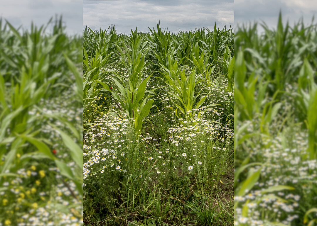 Eine vollständige Unkrautregulierung ist im Mais unerlässlich für hohe Erträge.
