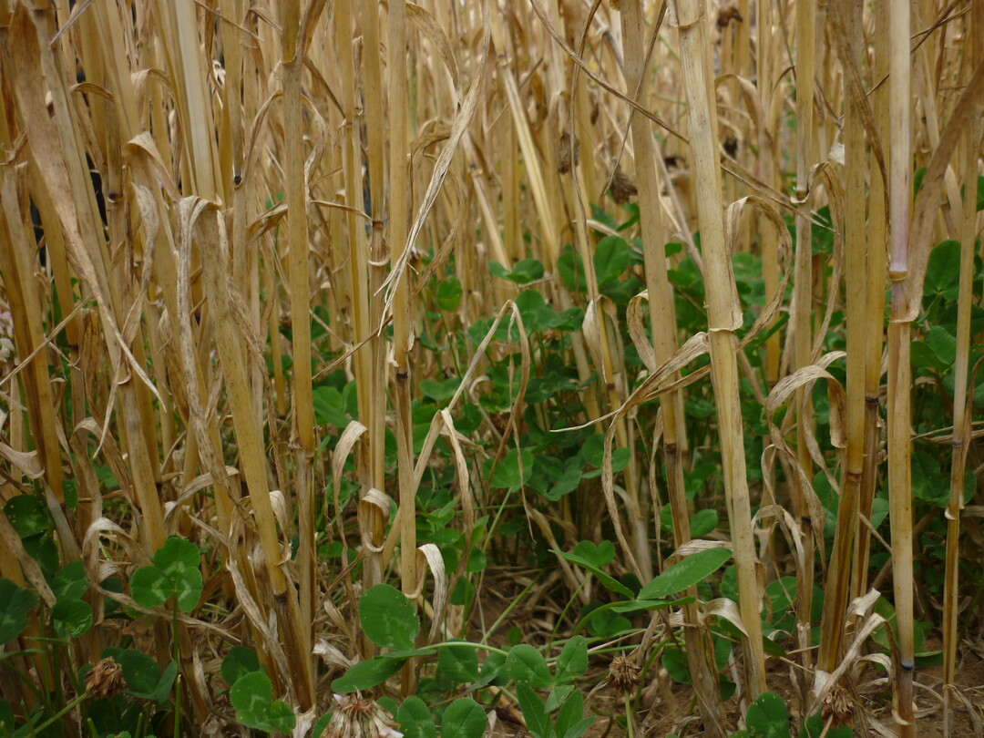 Eine möglichst ganzjährige Begrünung schützt den Boden vor Erosion.