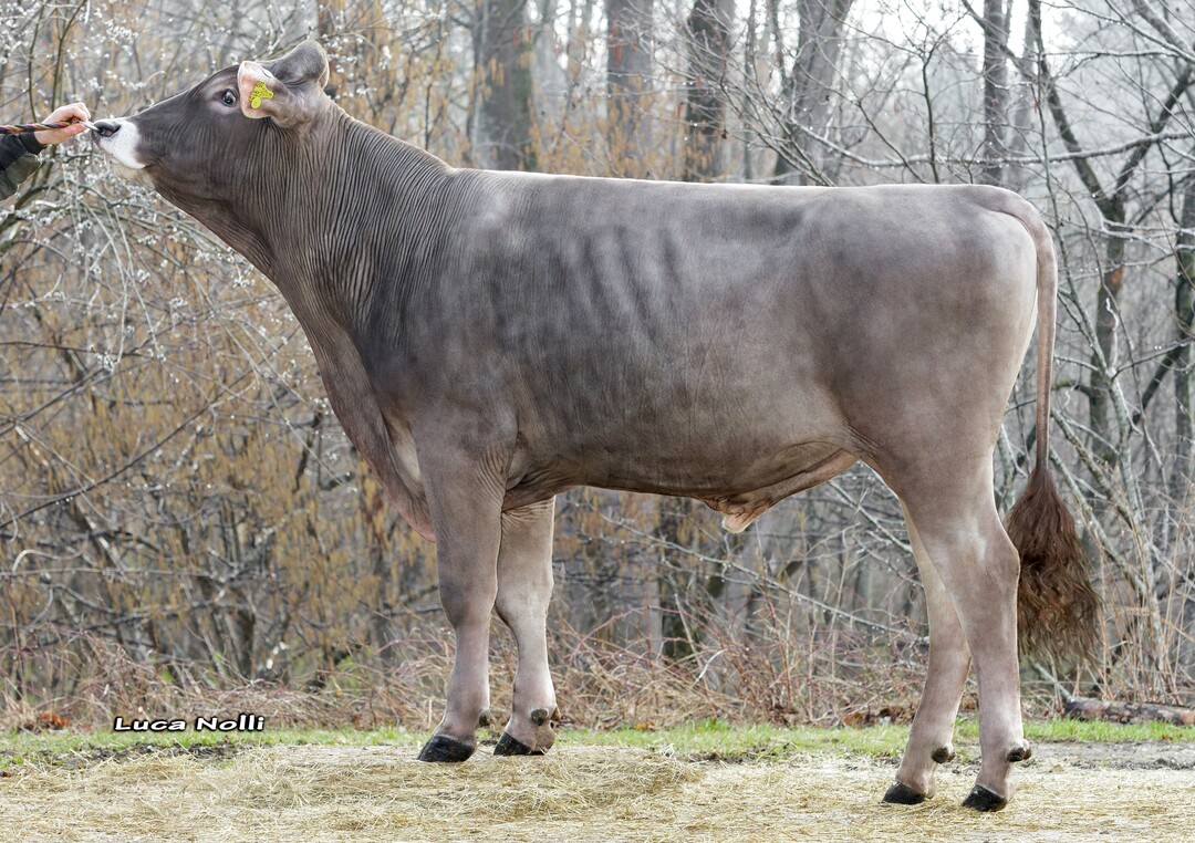 Vaguno ist ein Vanpay-Sohn der mit einem �ZW von 135 in allen funktionalen Merkmalen �berzeugt.