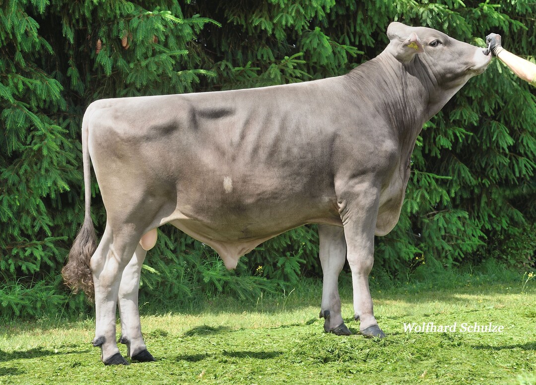   Der Bulle Vance ist als Volker-Sohn aus Auranto alternativ gezogen.