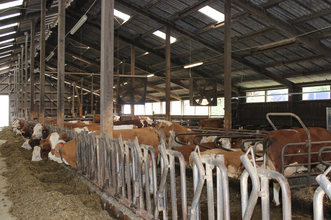 Ventilatoren im Stall sorgen für effiziente und kurzfristige Abkühlung.