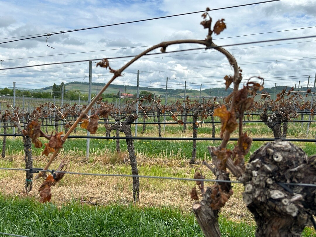 Betroffen waren alle Anbaugebiete; am verheerendsten ist die Bilanz jedoch für den Großraum Heilbronn, Mittelbaden und das Taubertal.