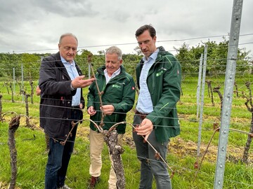 Bei einer so genannten Gemeinschaftstaxe kamen in L�wenstein, im Landkreis Heilbronn, �ber 50 Sachverst�ndige der Bezirksdirektion Stuttgart zusammen, um mit der Schadenregulierung der n�chsten Tage zu beginnen. Auch die Reben von Bauernpr�sident Joachim Rukwied (links) wurden vom Frost gesch�digt.