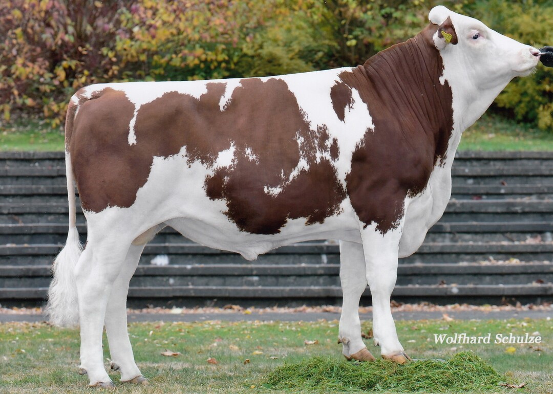 Verhaag ist ein von der Haag GbR in Berwinkel gez�chteter Vernando-Sohn, der Leistung mit Exterieur kombiniert.