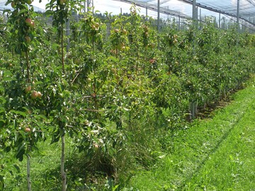 &nbsp;In der Krautschicht der Obstanlagen k�nnen sich M�use verstecken und die B�ume durch Rinden- und Wurzelfra� sch�digen, in Folge k�nnen ganze Baumreihen absterben.