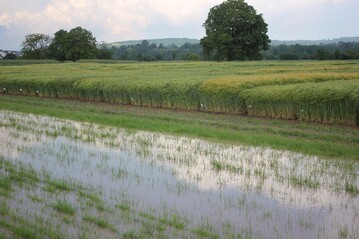 Wintergerste-Versuchsfeld Orschweier 2021