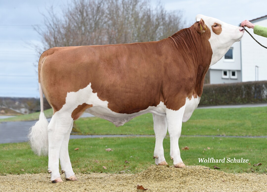 Vespucci ist einer der interessantesten Vigor-S�hne der Top-Liste