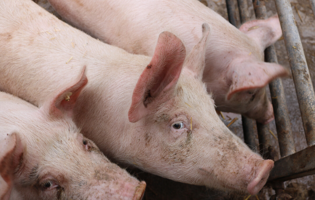 Aktuell gibt es im Land noch 1510 schweinehaltende Betriebe (- 8,2 Prozent), davon 620 Sauenhalter (- 5,2 Prozent).